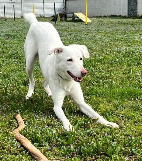 GENNA CAGNOLINA CANDIDA Foto 6